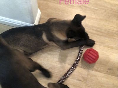 Belgian Malinois