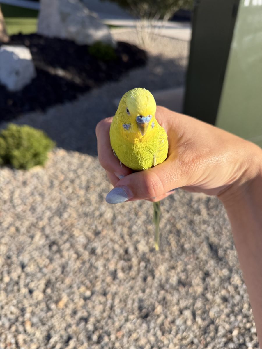 FOUND PARAKEET
