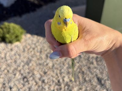 FOUND PARAKEET