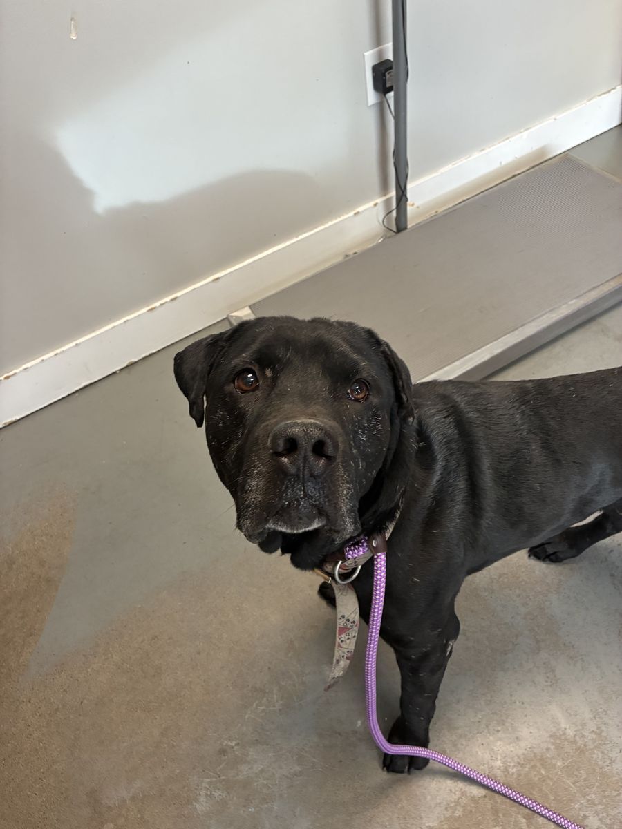 A161840 Metro is Available for Adoption!