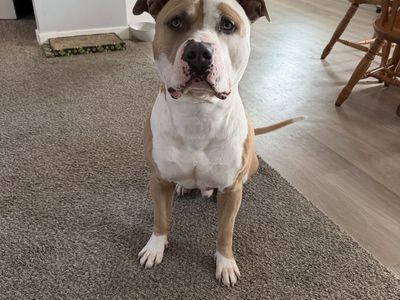4 year old Pittbull