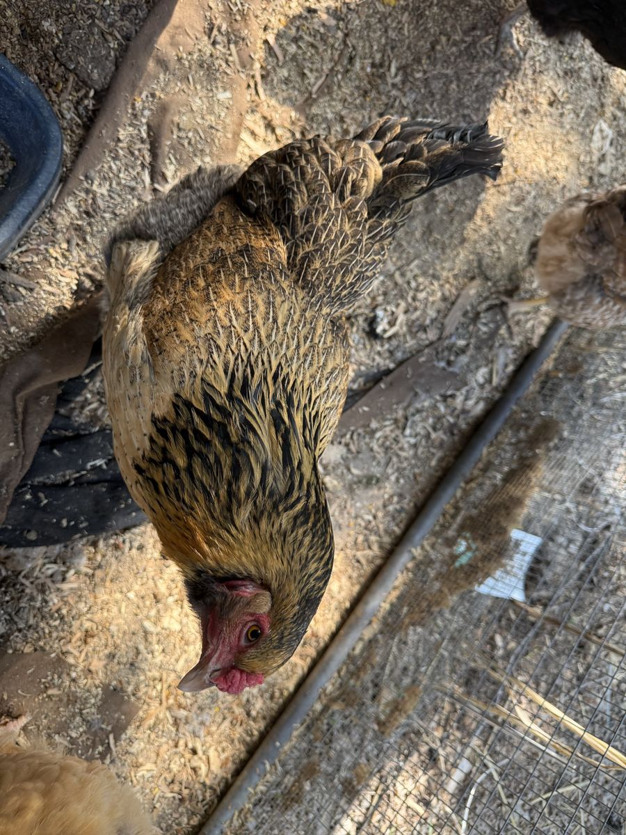 Chicken for sale