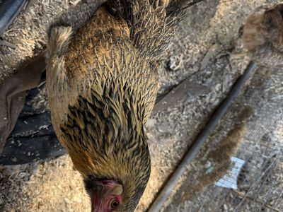 Chicken for sale