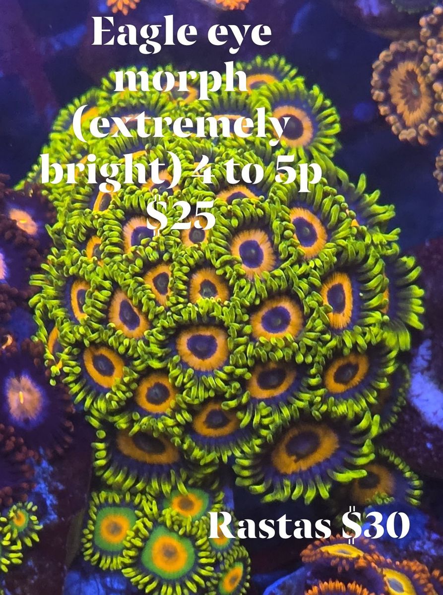 Main image 4