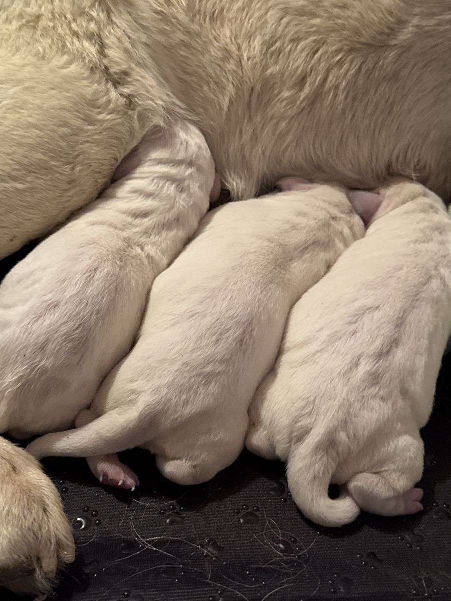 Show/therapy White labs. Whelped 7/30. Available September 24.