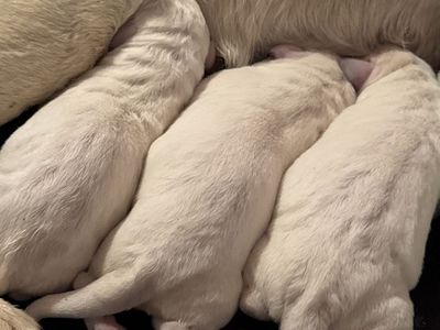 Show/therapy White labs. Whelped 7/30. Available September 24.