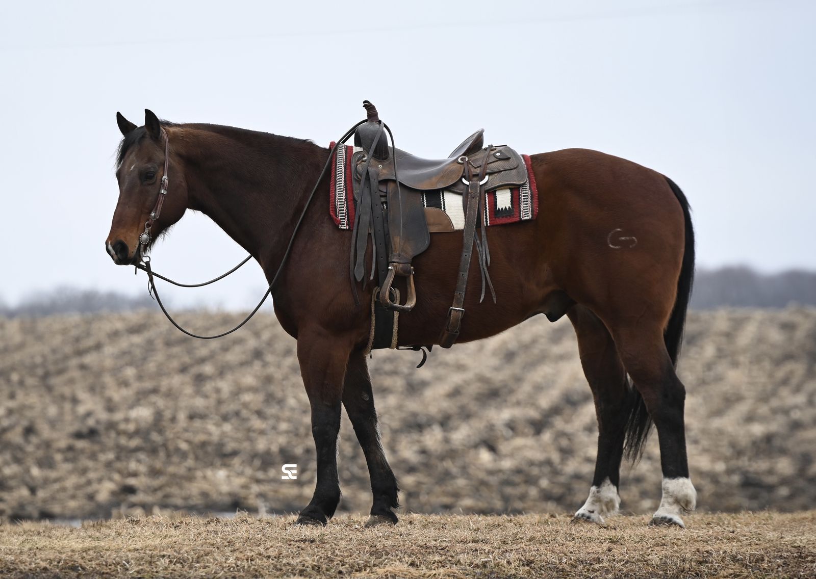 𝗭𝗮𝗻 𝗣𝗮𝗿𝗿 𝗕𝗮𝗿 𝗕𝗿𝗲𝗱 | 𝗔𝗤𝗛𝗔 𝗥𝗮𝗻𝗰𝗵 𝗚𝗲𝗹𝗱𝗶𝗻𝗴 𝗥𝗲𝗮𝗱𝘆 𝗳𝗼𝗿 𝗮 𝗝𝗼𝗯!