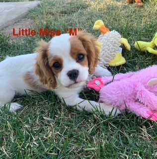 Cavalier King Charles Spaniel Purebred AKC Puppies for sale – Ready Now!
