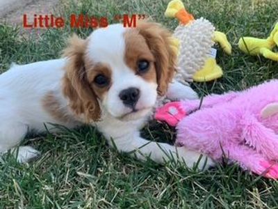 Cavalier King Charles Spaniel Purebred AKC Puppies for sale – Ready Now!