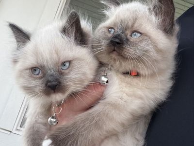 Two Adorable Male Blue-Eyed purebred Ragdoll kittens
