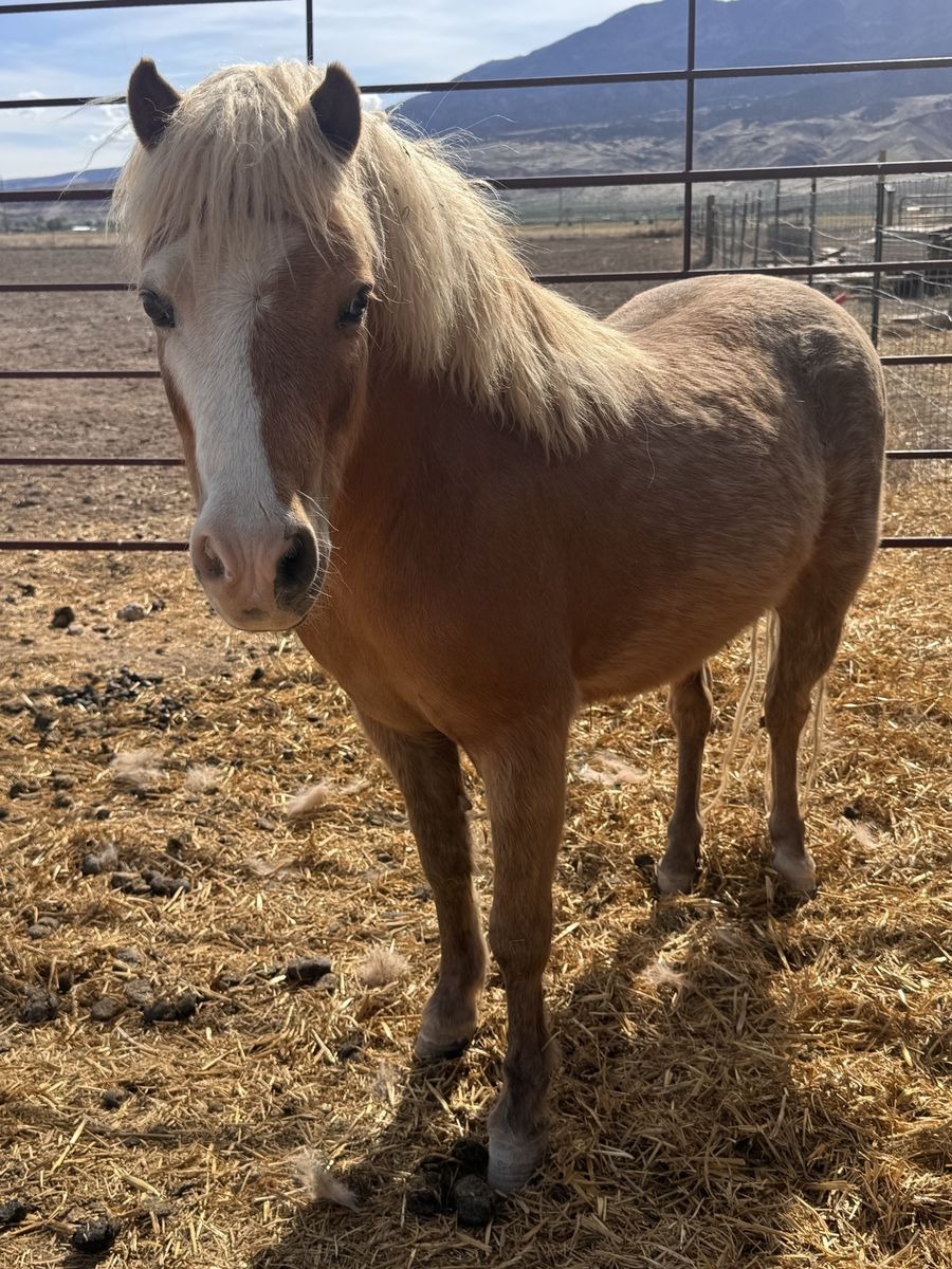 Palamino Shetland Gelding