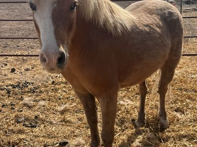 Palamino Shetland Gelding