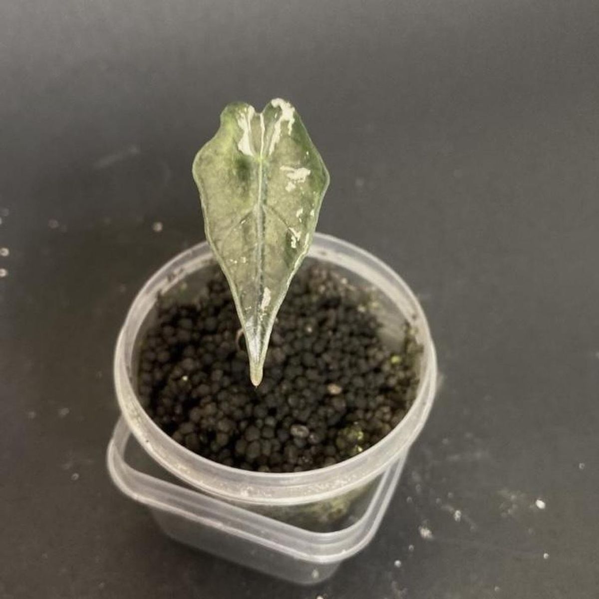 Alocasia Pink Nobilis Korea Pup - Unique Live Plant