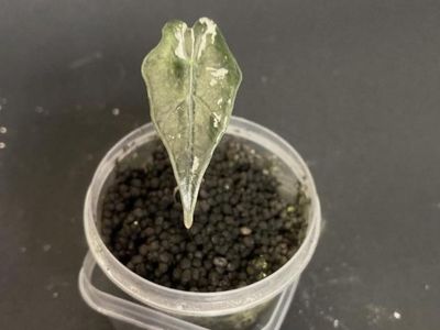 Alocasia Pink Nobilis Korea Pup - Unique Live Plant