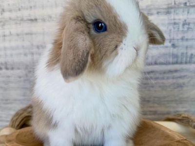 4 of the Cutest Holland Lops