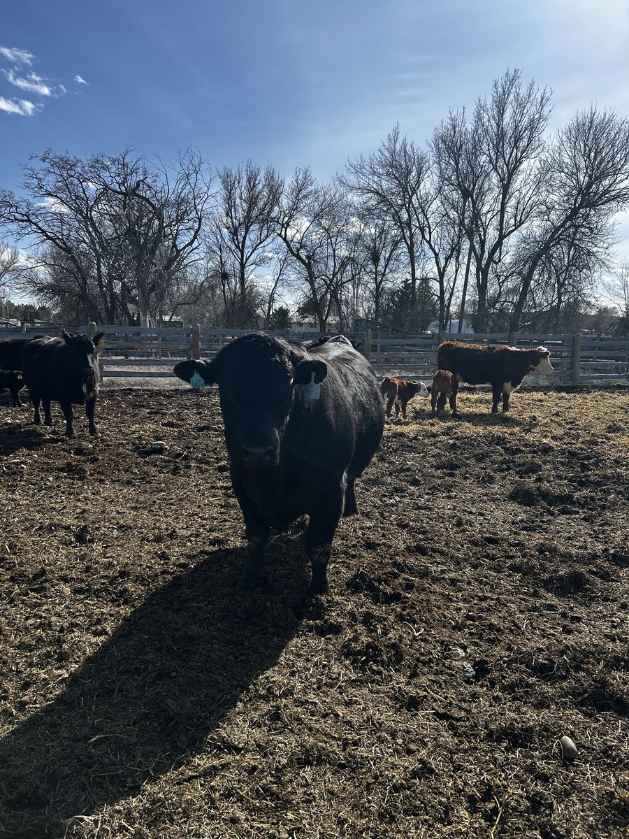 3yr Old Purebred Gelbvieh Bull