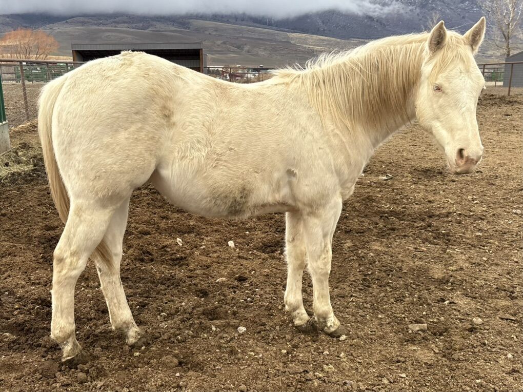 Two Year Old Cremello Gelding