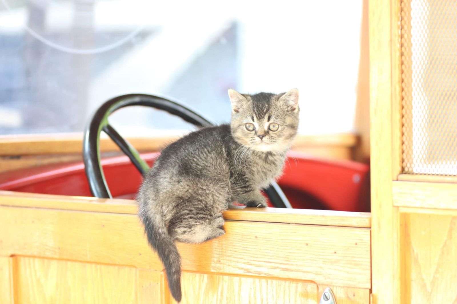 British Shorthair 