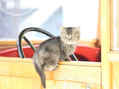British Shorthair