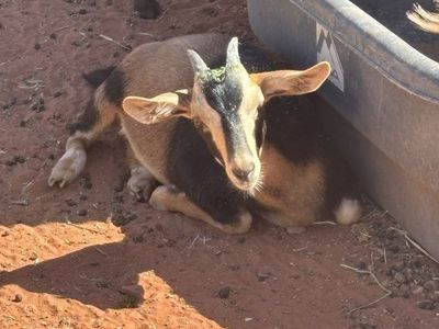 5 mixed goats