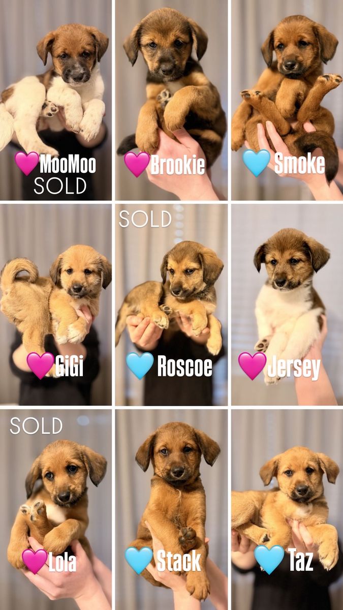 Shiba Inu x Border Collie / Poodle (Bordoodle) Mix