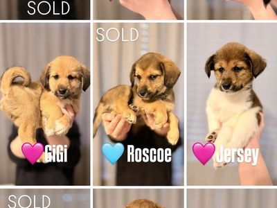 Shiba Inu x Border Collie / Poodle (Bordoodle) Mix