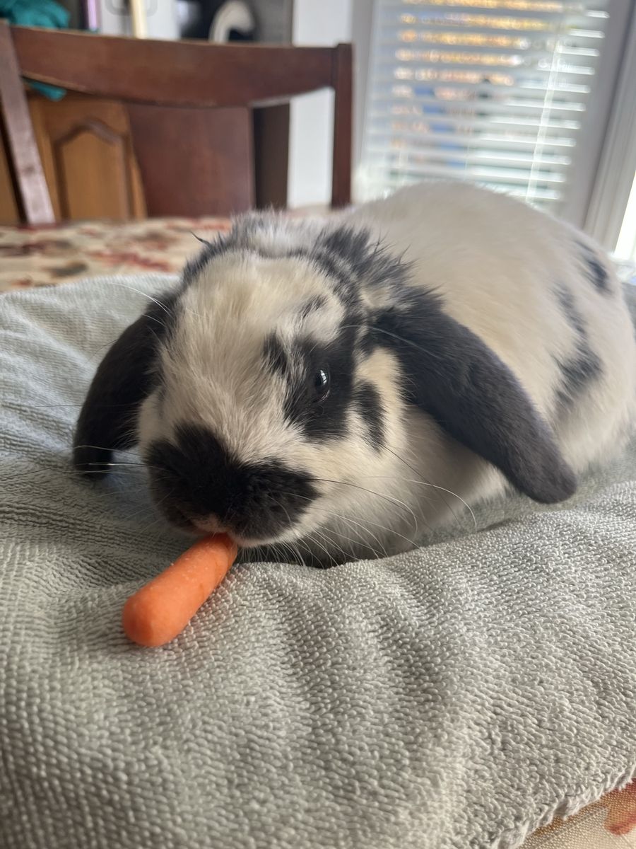 2 Male Bunnies and their Supplies