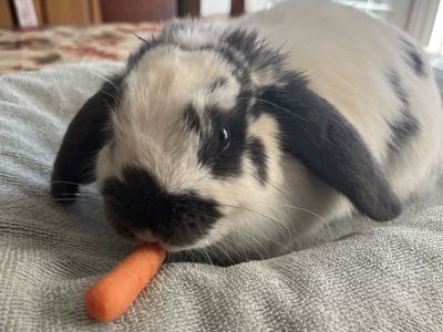 2 Male Bunnies and their Supplies