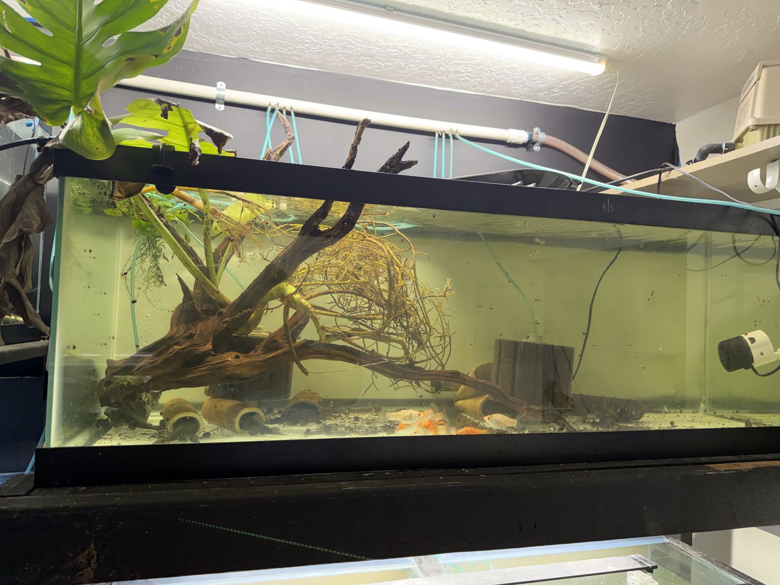 60 gallon breeder tank
