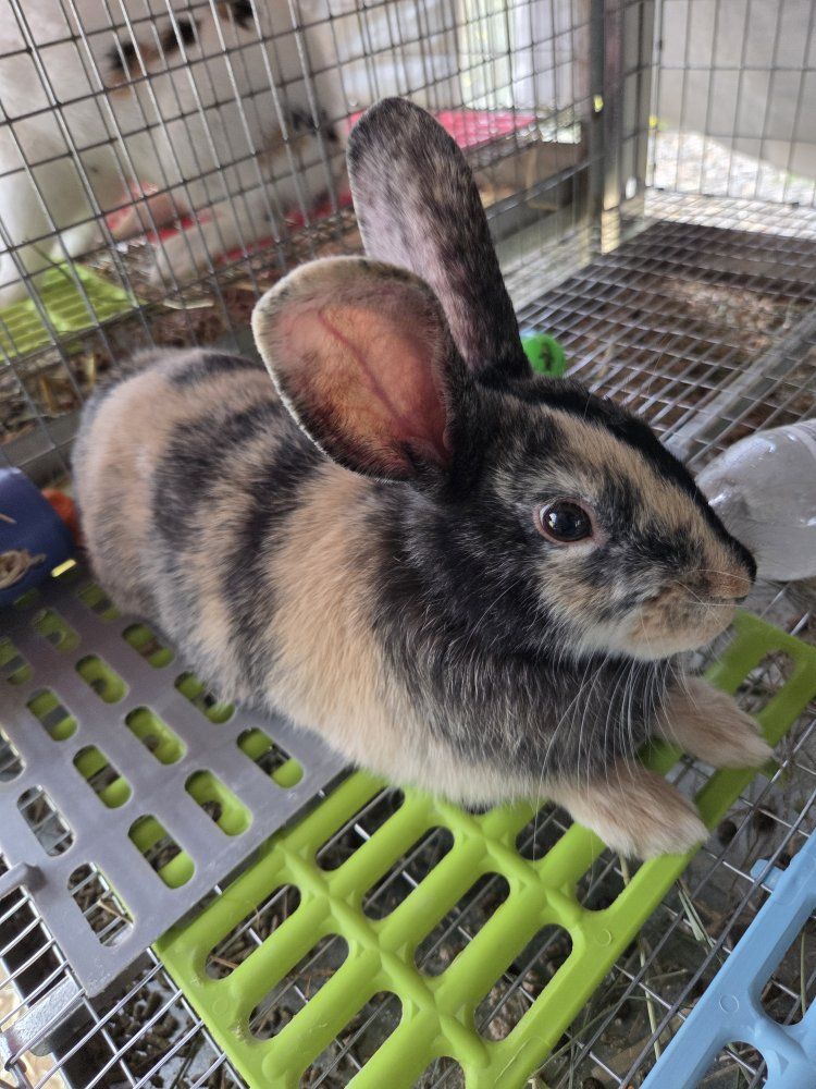 Japanese Harlequin Bunny Rabbit Junior Buck