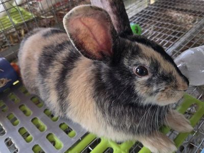 Japanese Harlequin Bunny Rabbit Junior Buck