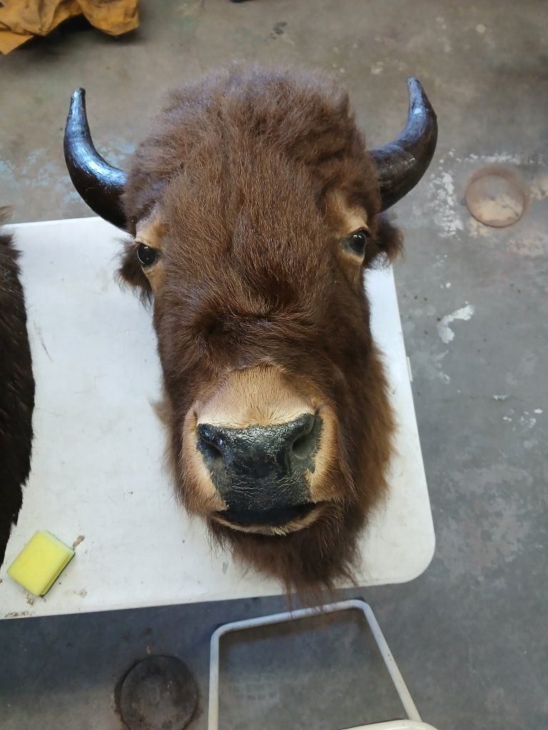 Buffalo