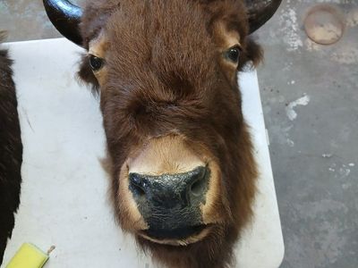Buffalo