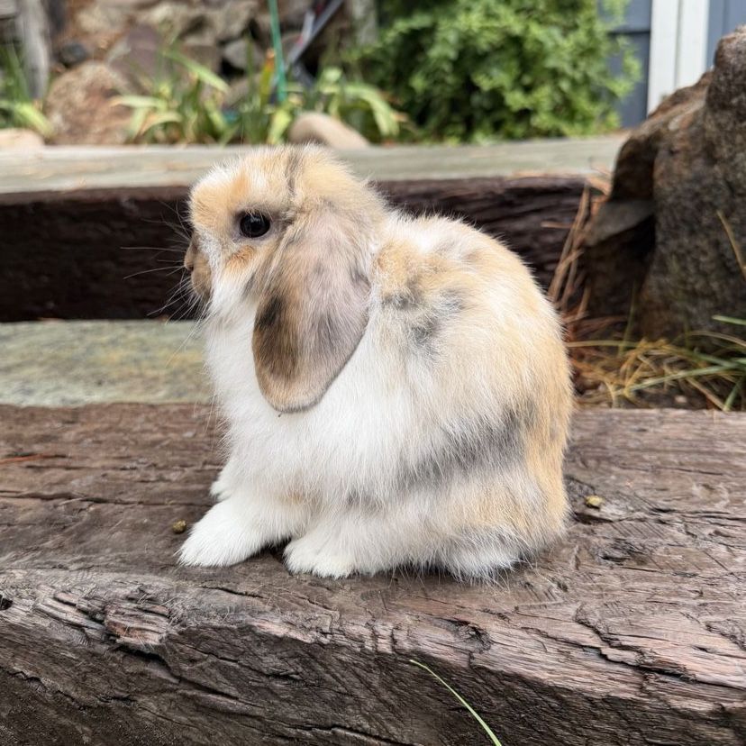 Holland Lop Buck