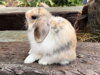 Holland Lop Buck