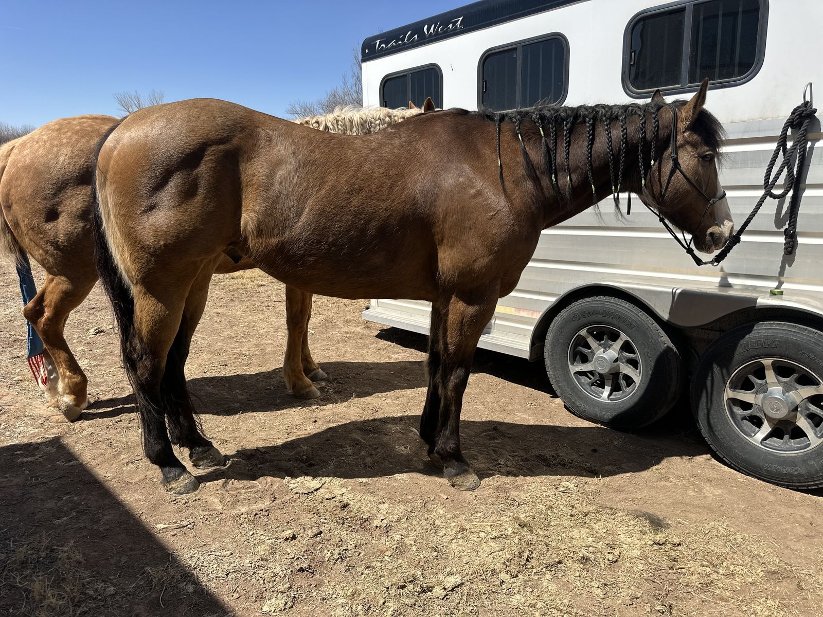 12 Year Old AQHA Gelding BROKE!