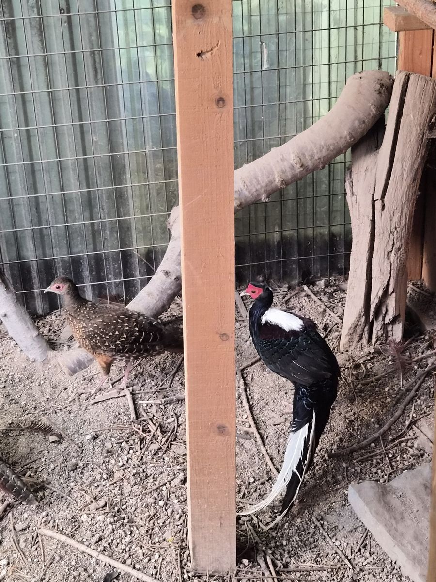 Swinhoe pheasant chick