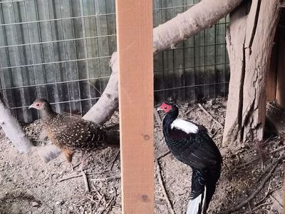 Swinhoe pheasant chick