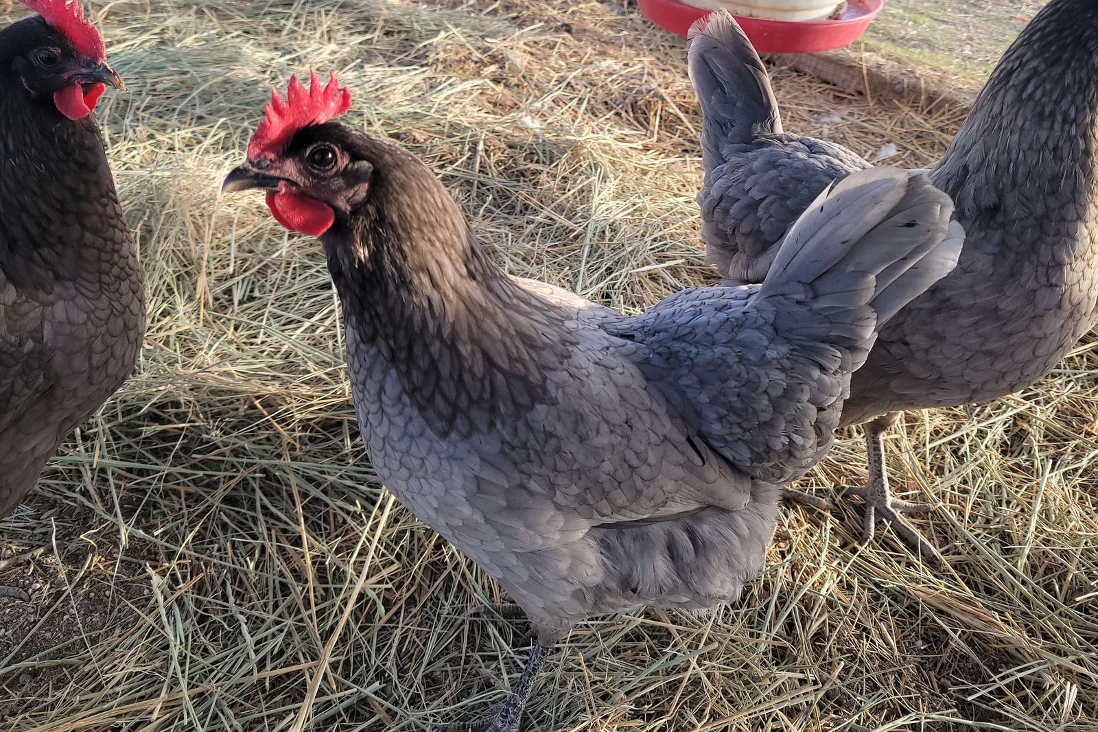Silverudds Blue Hen for Sale!