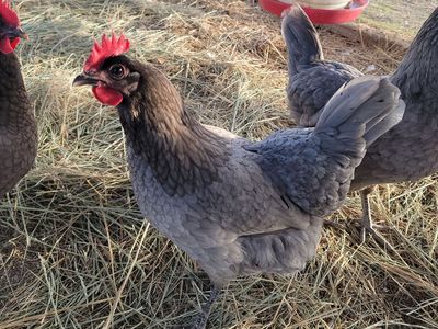 Silverudds Blue Hen for Sale!