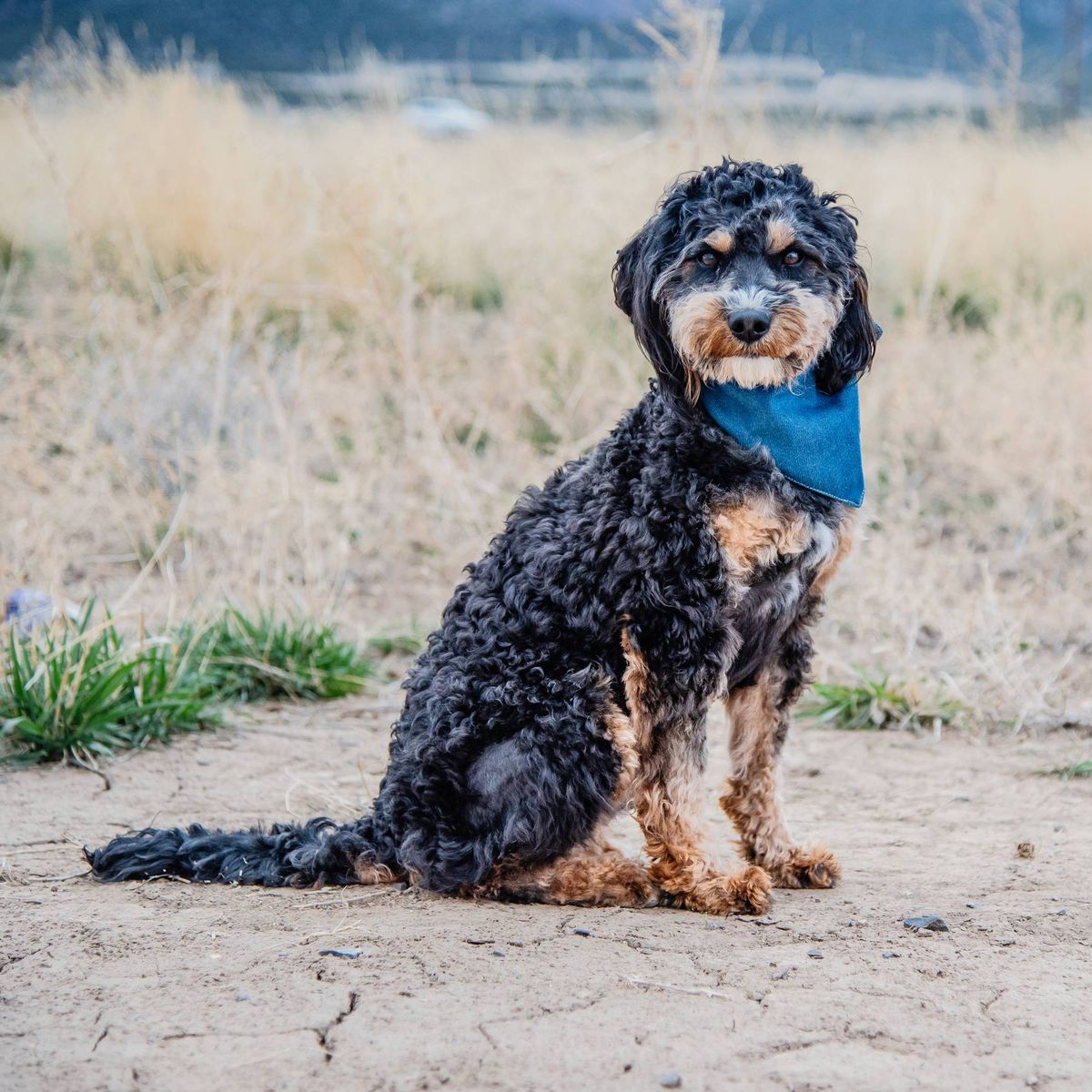 2 yo Mini Goldendoodle