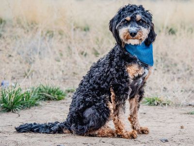 2 yo Mini Goldendoodle