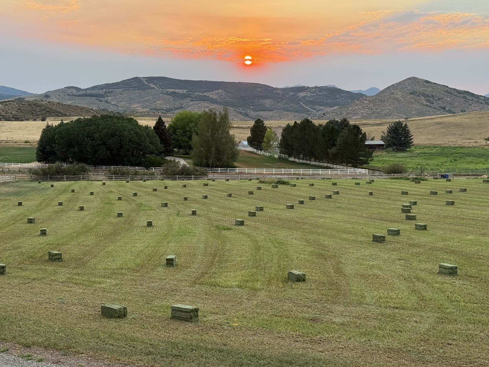 Premium Alfalfa Horse Hay