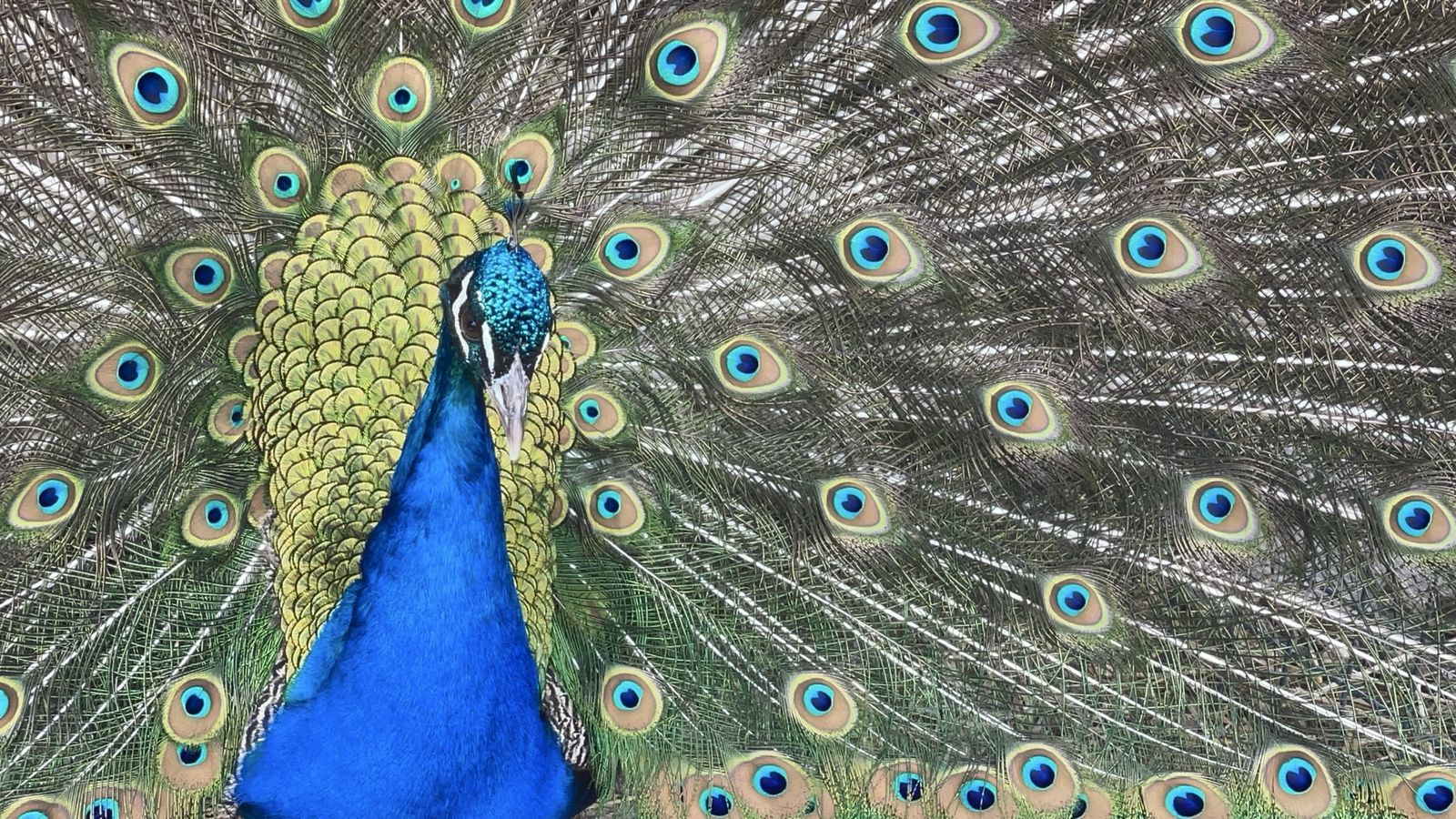 Beautiful Mature Peacock & laying Peahen Pair 