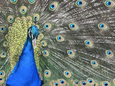 Beautiful Mature Peacock & laying Peahen Pair