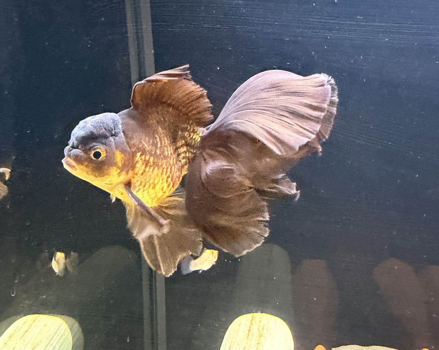 Chocolate Oranda Goldfish