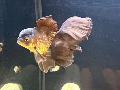Chocolate Oranda Goldfish
