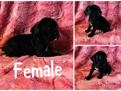 Boston Terrier Cocker Spaniel Female