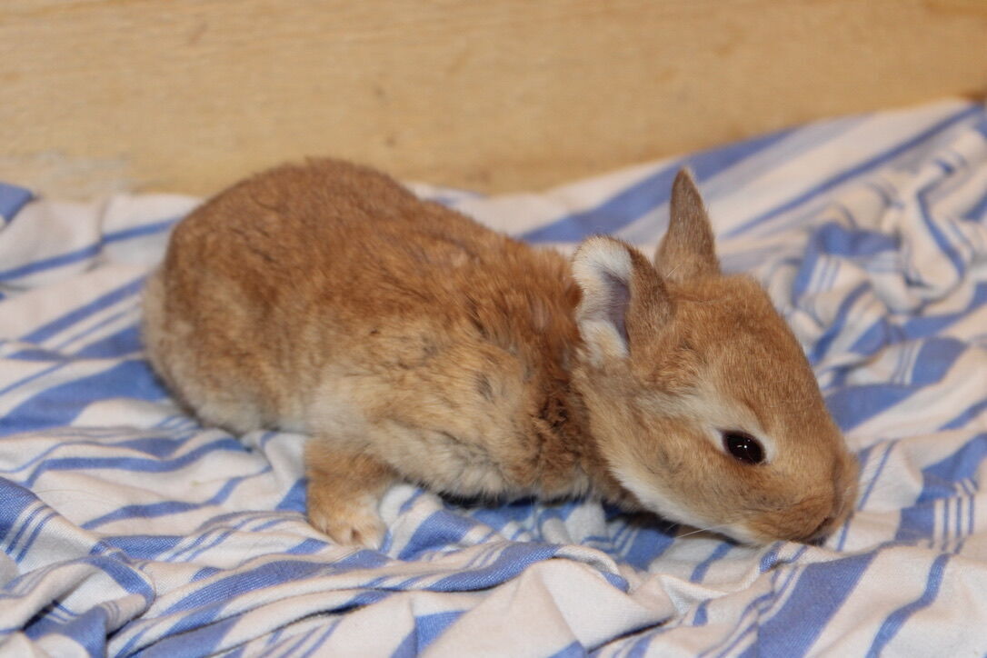 Reserve Your Easter Bunny! Meet Teddy...