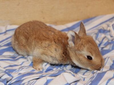 Reserve Your Easter Bunny! Meet Teddy...